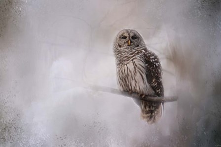 Winter Owl by Jai Johnson art print