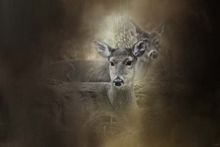 In Our Woods by Jai Johnson art print