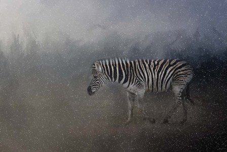 Zebra In A Snow Storm by Jai Johnson art print