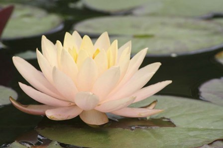 Pond Lily Peach Lily In Pads by Jeff Rasche art print