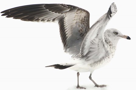 Gull I by Karen J. Williams art print