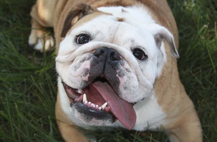 Happy Bulldog by Karen J. Williams art print