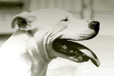 Pretty Boy by Karen J. Williams art print