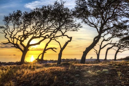 Coastal Grove by Celebrate Life Gallery art print