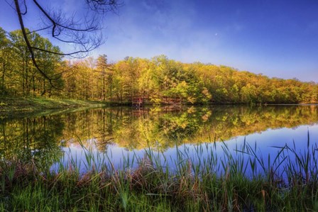 In The Looking Glass by Celebrate Life Gallery art print