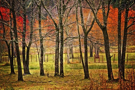 Autumn Grove by Celebrate Life Gallery art print