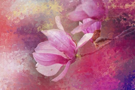 Pink Tulip Magnolia by Jai Johnson art print
