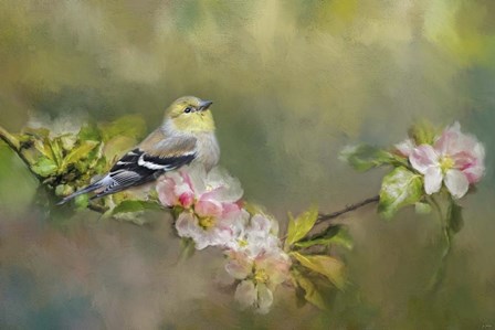 Goldfinch In The Garden by Jai Johnson art print