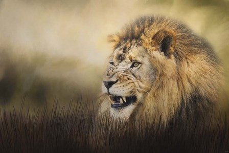 Snarling by Jai Johnson art print