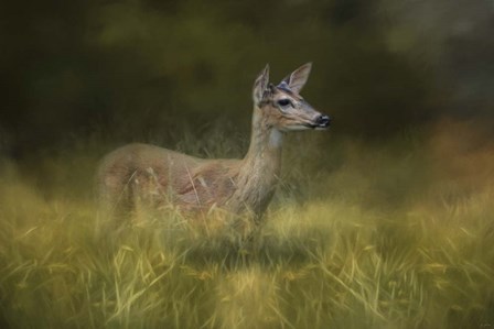 Young Buck In The Meadow by Jai Johnson art print