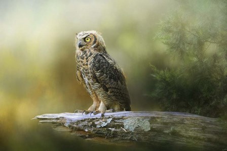 A Night With The Great Horned Owl 3 by Jai Johnson art print