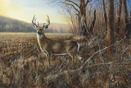 Bluff Country Buck by Jim Hansel art print