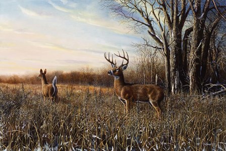 Breaking Cover by Jim Hansel art print