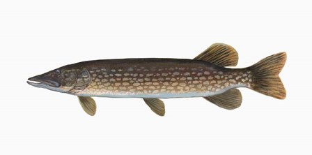Fish Northern Pike by Jim Hansel art print