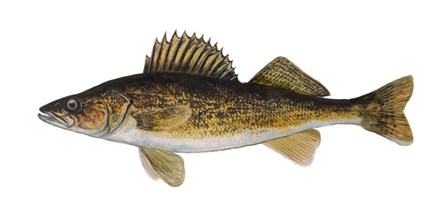Fish Walleye by Jim Hansel art print