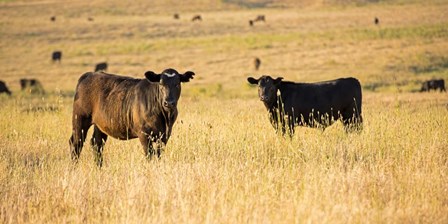 Out Standing in their Field by Lance Kuehne art print