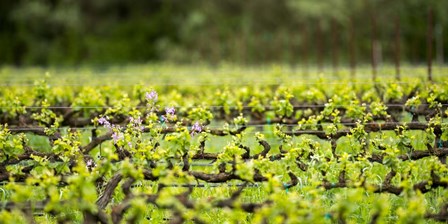 Signs of Spring by Lance Kuehne art print