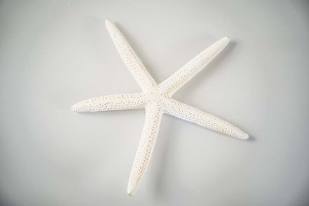 Sea Star 1 by LightBoxJournal art print