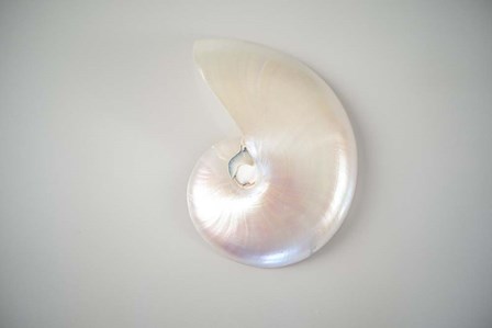 Sea Star 3 by LightBoxJournal art print