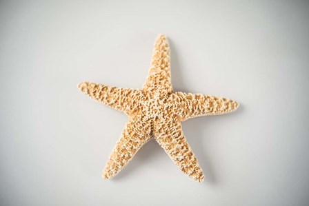 Sea Star 4 by LightBoxJournal art print