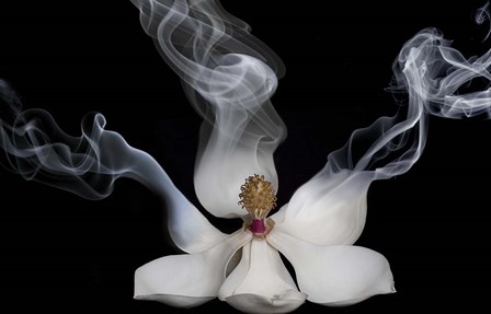 Smoking Magnolia by Lori Hutchison art print