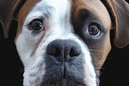 Boxer by Lori Hutchison art print