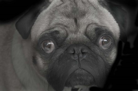 Pug by Lori Hutchison art print