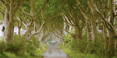 The Dark Hedges, Ireland by Pangea Images art print