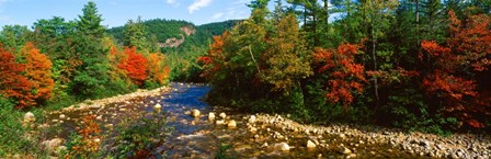 River flowing through a Forest, Swift River, White Mountain National Forest, New Hampshire by Panoramic Images art print