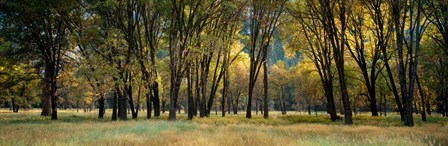 Trees in Autumn, Yosemite National Park, California by Panoramic Images art print