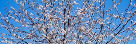 Cherry Tree in Bloom, Germany by Panoramic Images art print