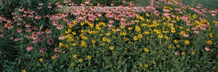 Field of Flowers in Bloom, Marion County, Illinois by Panoramic Images art print