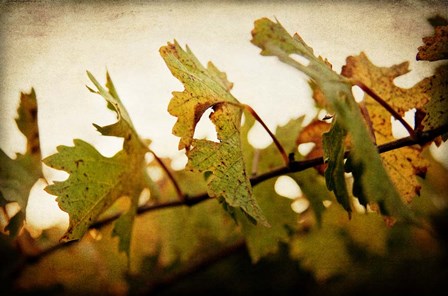 Sunset Vines by Jessica Rogers Photography art print