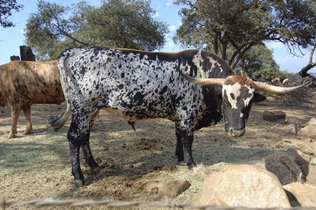 Cattle by Robert Kaler art print