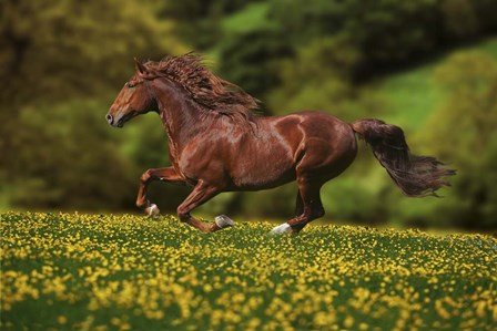 Buttercup Run by Bob Langrish art print