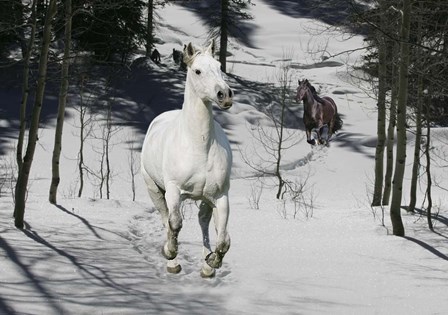Snow Chase by Bob Langrish art print