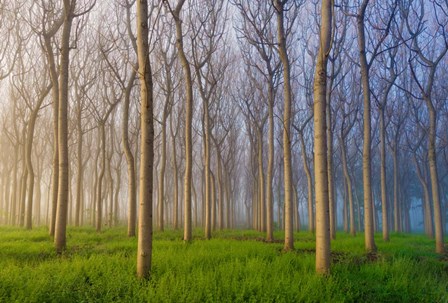 Morning Of The Forest by Andy Chan art print