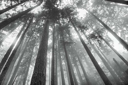 Fir Trees III BW by Alan Majchrowicz art print