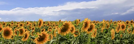 Girasoli in Val D&#39;Orcia by Fulvio Ferrua art print