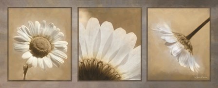 Daisy Trio by Lori Deiter art print