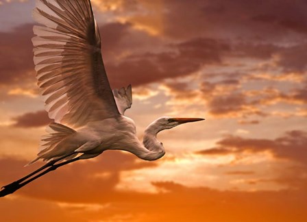 Heron Sunset by Mike Jones Photo art print