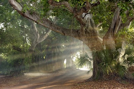 Boca Grande Banyon Street by Mike Jones Photo art print