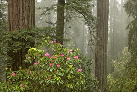 Redwood Fog Rhododendrons by Mike Jones Photo art print