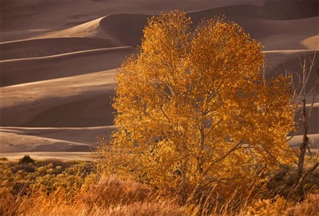 Sand Dunes NP by Mike Jones Photo art print