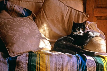 Tuxedo Cat Sitting On Sofa by Vintage PI art print