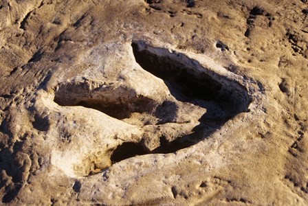 1990S Dinosaur Track Glen Rose Tx by Vintage PI art print