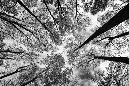 Looking Up I BW by Aledanda art print