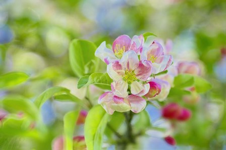 Apple Blossom by Cora Niele art print