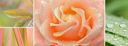 The Apricot Garden by Cora Niele art print