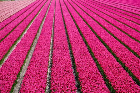 Tulip Field Hot Pink by Cora Niele art print